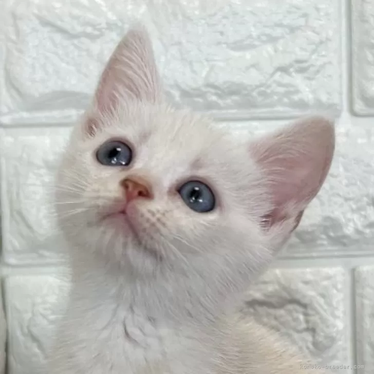 ID:2408-00933の子猫