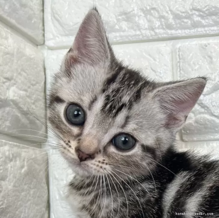 ID:2408-02502の子猫