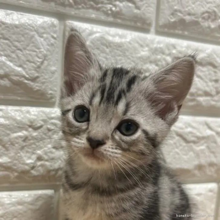 ID：2311-01090の子猫