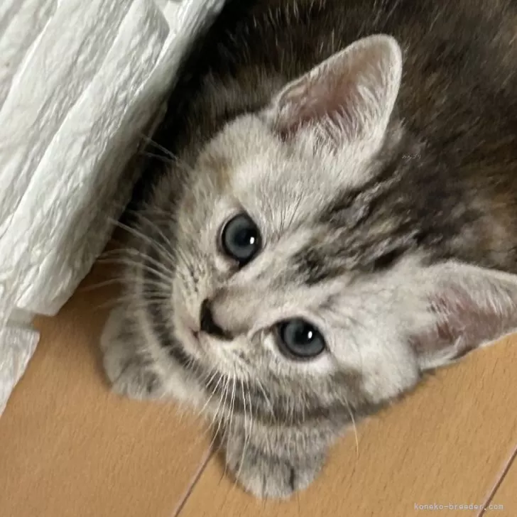 ID:2312-01159の子猫