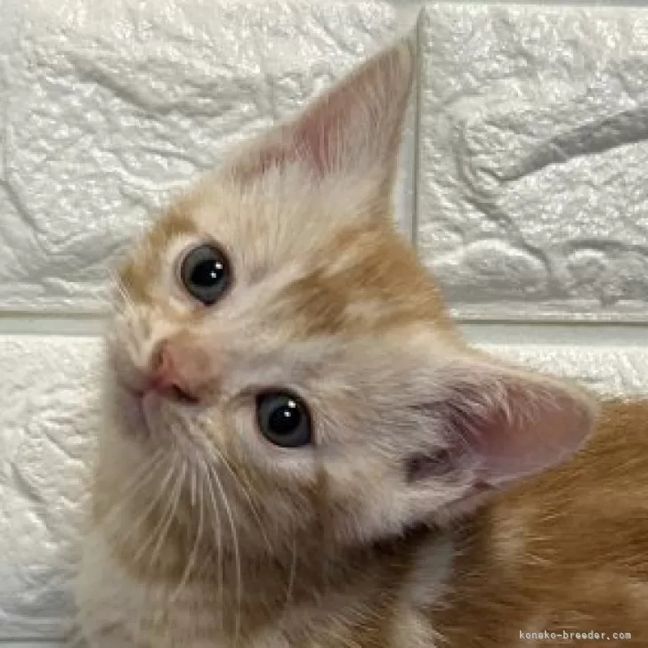 ID:2403-01501の子猫