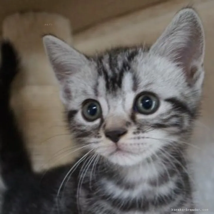 ID:2311-00464の子猫