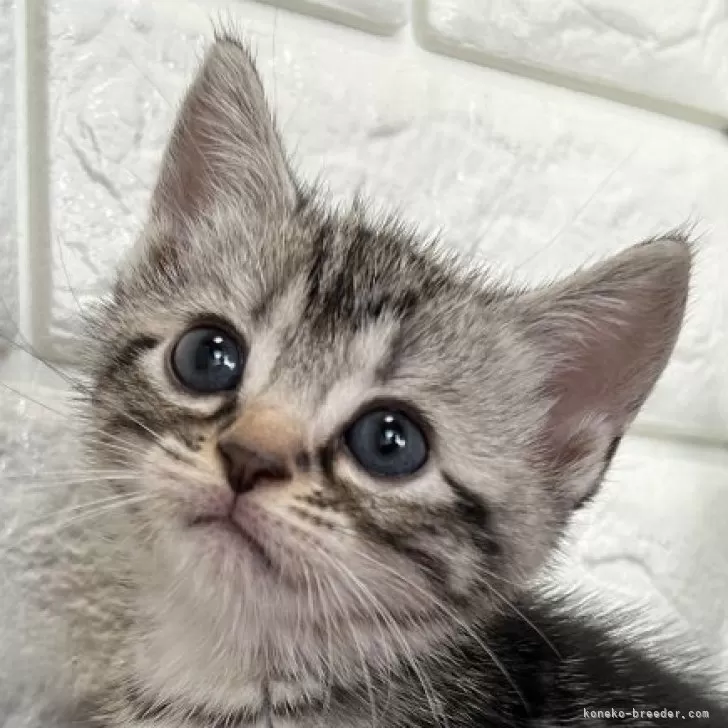 はやと 様のお迎えした子猫