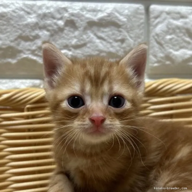 ID：2307-02056の子猫