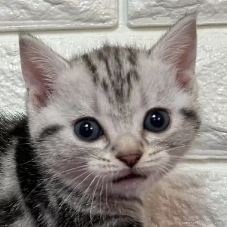ID:2410-01401の子猫