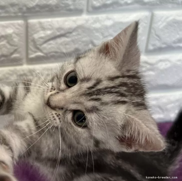 ID:2406-03698の子猫
