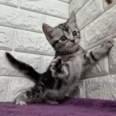 アメリカンショートヘア【島根県・女の子・2025年8月1日・シルバータビー】の写真10