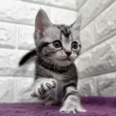 アメリカンショートヘア【島根県・女の子・2025年8月1日・シルバータビー】の写真12