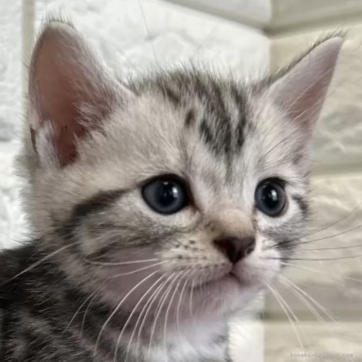 ID：2506-00499の子猫
