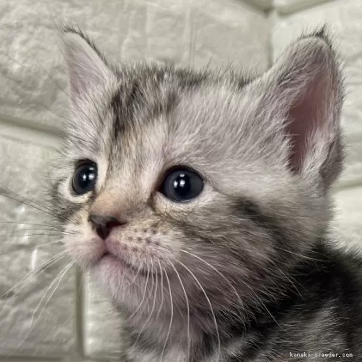 ID：2502-01925の子猫