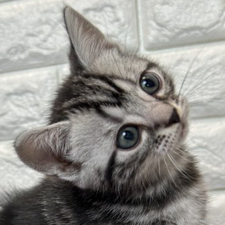 M.M 様のお迎えした子猫