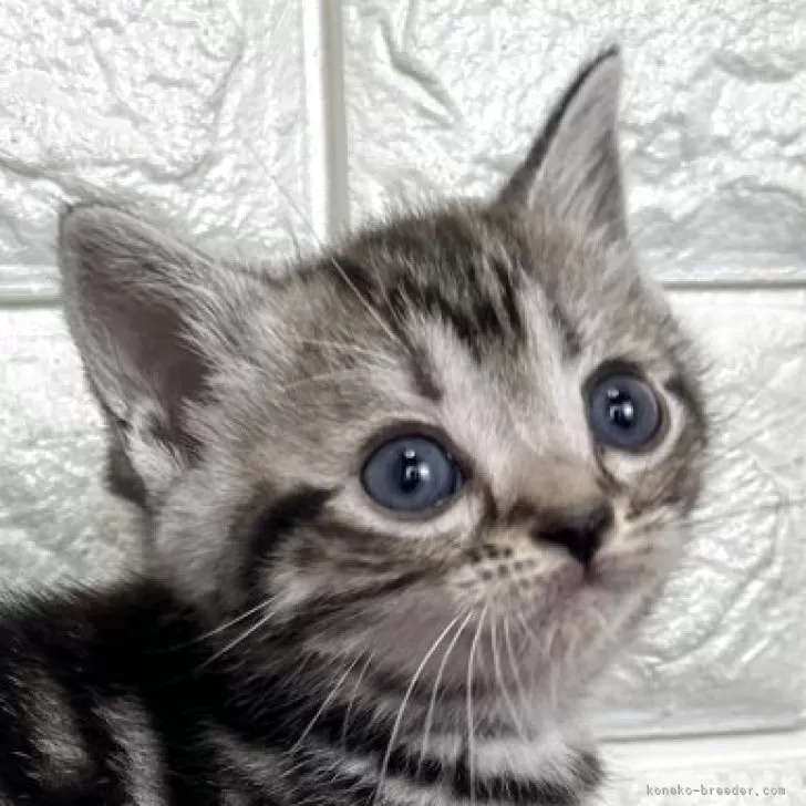 アメリカンショートヘア【島根県・女の子・2025年11月15日・シルバータビー】の写真1