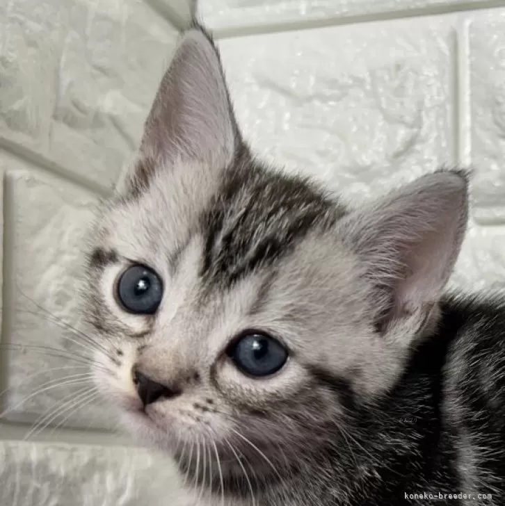 ID:2504-00519の子猫