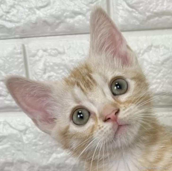 oshamasan 様のお迎えした子猫
