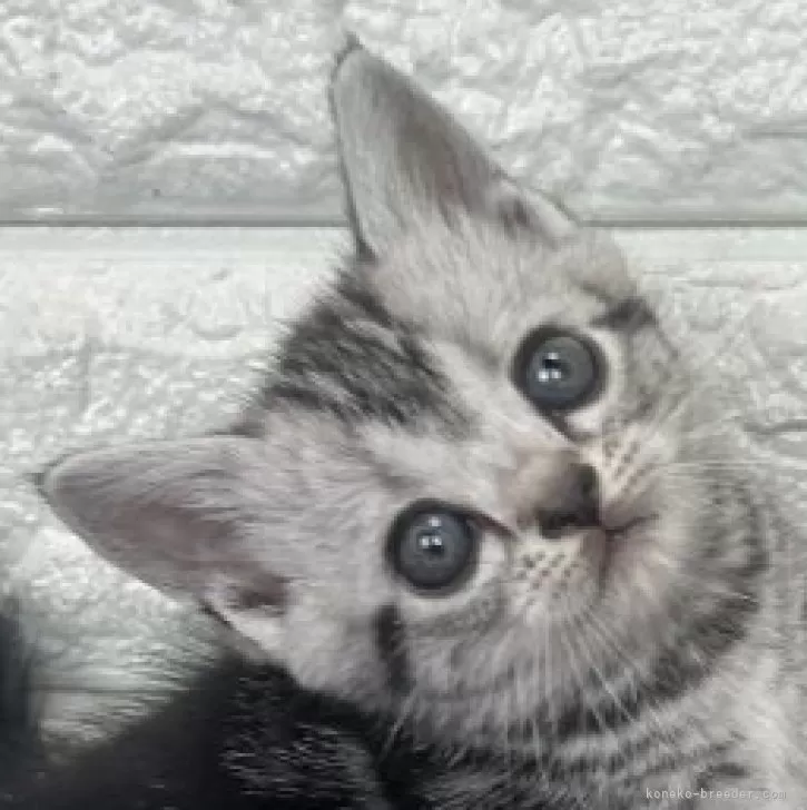 ID：2510-01071の子猫