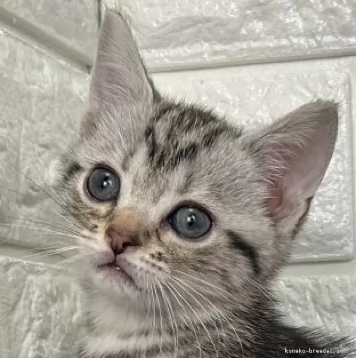 ID：2505-01071の子猫