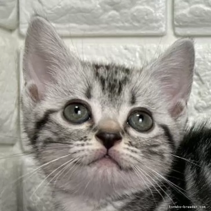 ID:2505-01074の子猫