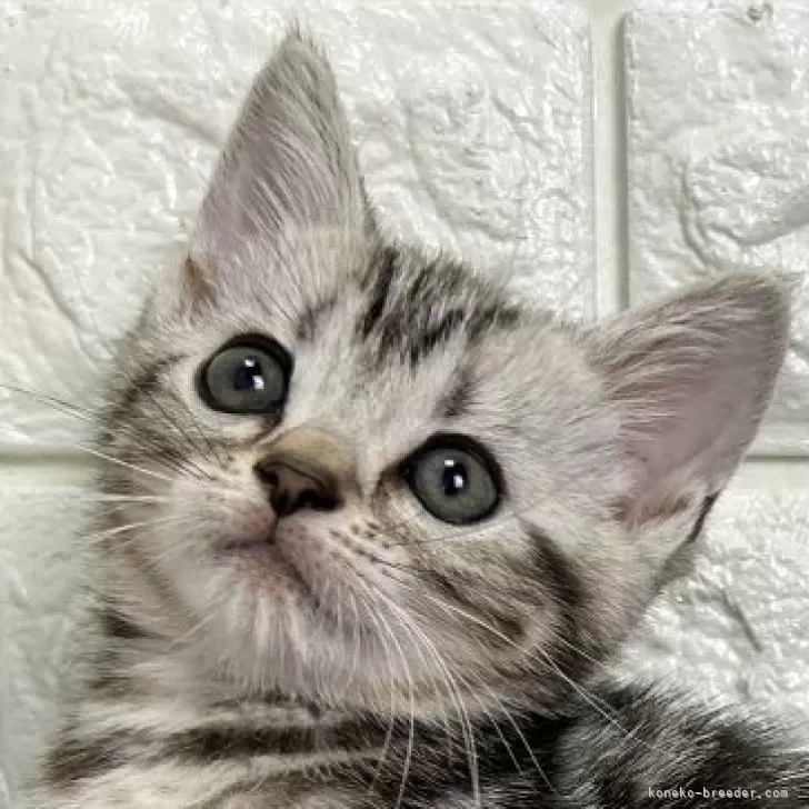 ID:2505-01906の子猫