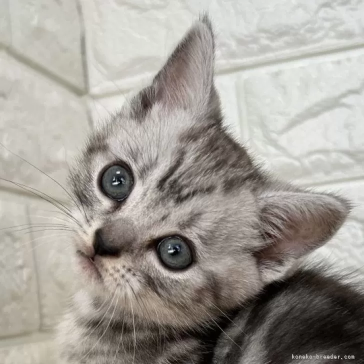 ID：2502-00891の子猫