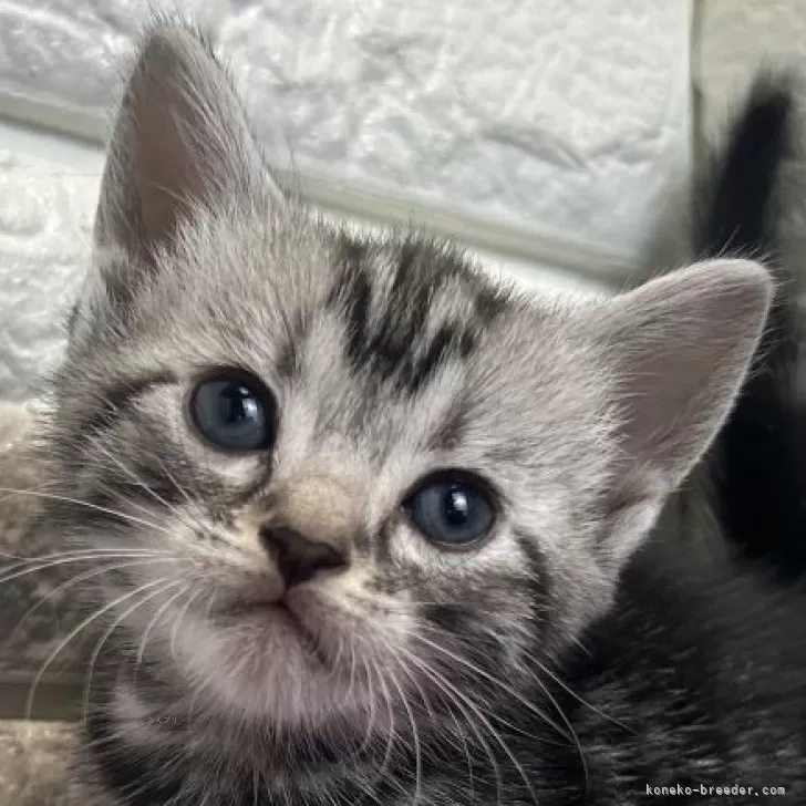 ID：2507-00703の子猫
