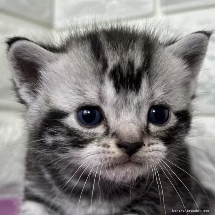 アメリカンショートヘア【島根県・男の子・2025年10月30日・シルバータビー】の写真1