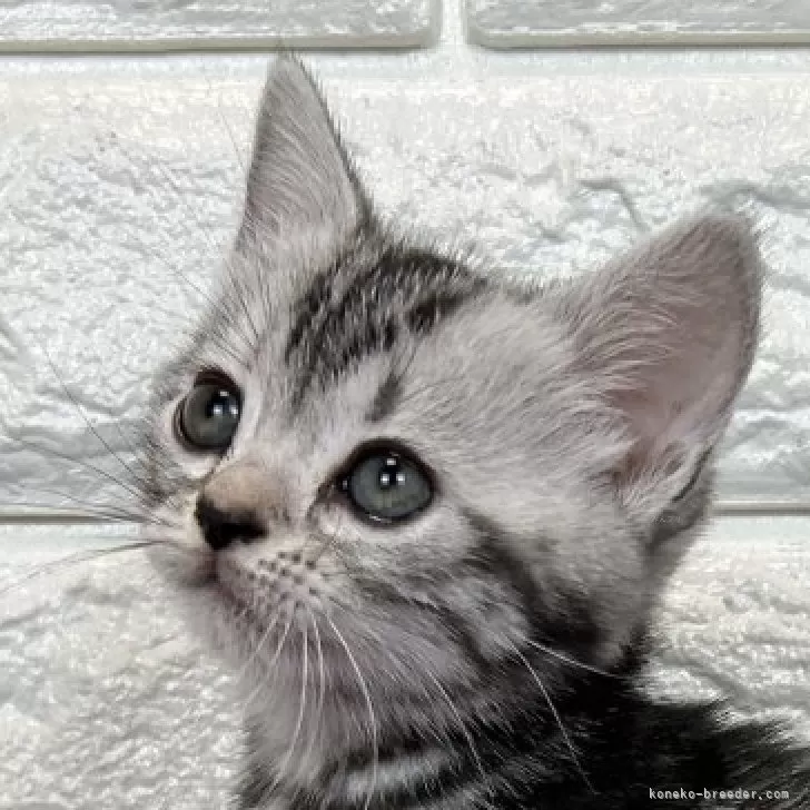 ID:2501-01654の子猫