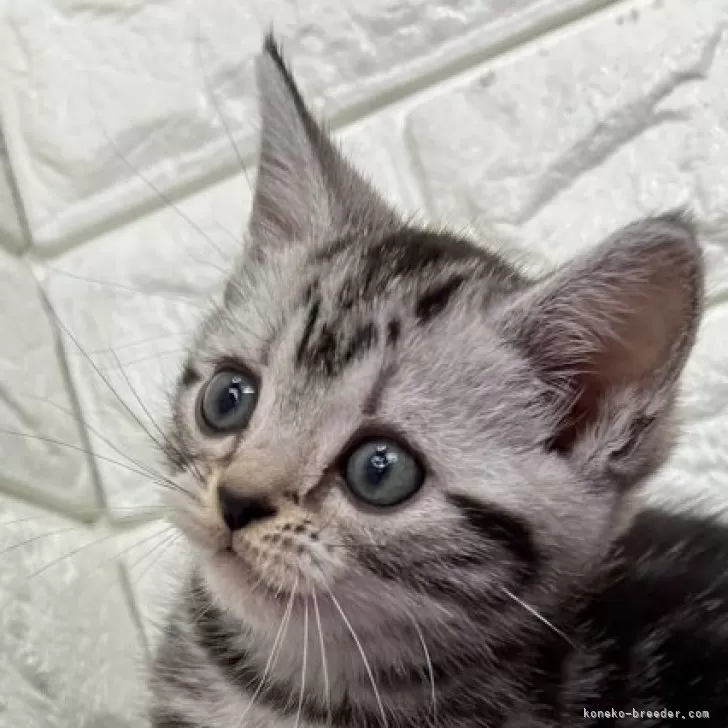 アメリカンショートヘア【島根県・女の子・2025年9月20日・シルバータビー】の写真1