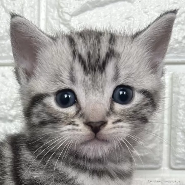 アメリカンショートヘア【島根県・男の子・2025年11月10日・シルバータビー】の写真1