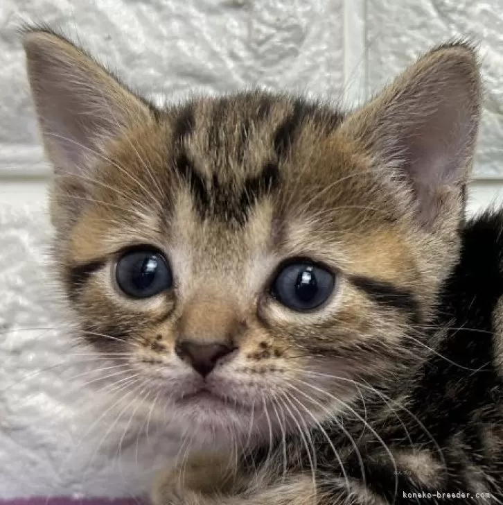 ID：2507-00709の子猫