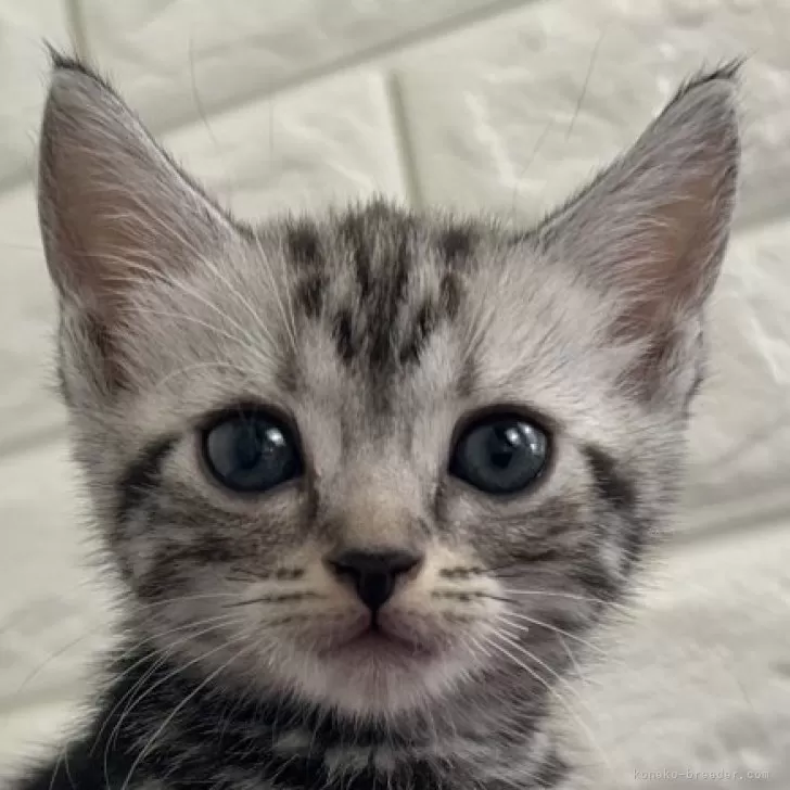 ID:2501-02219の子猫