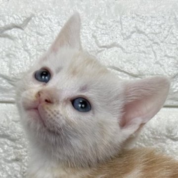 アメリカンショートヘア【島根県・男の子・2025年11月10日・クリームタビー】の写真「そろそろ離乳期に入ります！」