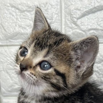 アメリカンショートヘア【島根県・女の子・2025年10月17日・シルバータビー】の写真「クリスマス、年末年始のお迎えに最適です。」