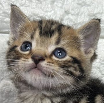 アメリカンショートヘア【島根県・男の子・2025年10月30日・シルバータビー】の写真「年末、お正月のお迎えにいかがですか✨」