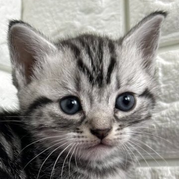 アメリカンショートヘア【島根県・男の子・2025年10月17日・シルバータビー】の写真「クリスマス、年末年始のお迎えに最適です。」