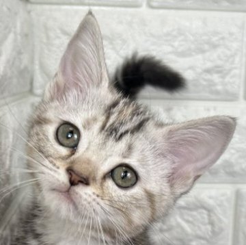 アメリカンショートヘア【島根県・女の子・2025年8月15日・シルバーパッチドタビー】の写真「ピカイチな女の子」