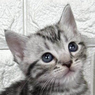 アメリカンショートヘア【島根県・男の子・2025年11月10日・シルバータビー】の写真「そろそろ離乳期に入ります！」