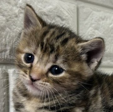 アメリカンショートヘア【島根県・女の子・2025年1月30日・ブラウンパッチドタビー】の写真「そろそろ離乳はじめます」
