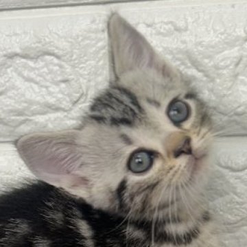 アメリカンショートヘア【島根県・男の子・2025年8月15日・シルバータビー】の写真「ご飯いっぱい食べます！」