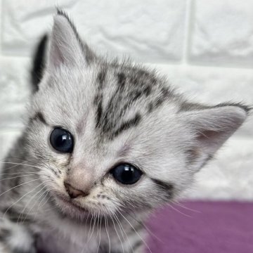 アメリカンショートヘア【島根県・女の子・2025年11月10日・シルバータビー】の写真「そろそろ離乳期に入ります！」