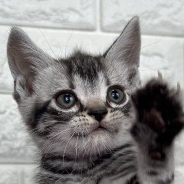 アメリカンショートヘア【島根県・男の子・2025年9月5日・シルバータビー】の写真「ご飯いっぱい食べます」