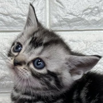 アメリカンショートヘア【島根県・男の子・2025年10月30日・シルバータビー】の写真「年末、お正月のお迎えにいかがですか✨」