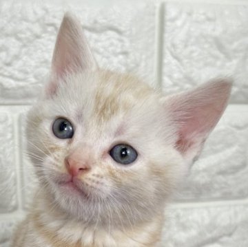 アメリカンショートヘア【島根県・男の子・2026年2月5日・クリームタビー】の写真「粒揃いの兄妹です✨」