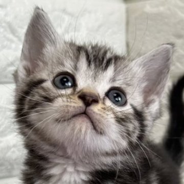 アメリカンショートヘア【島根県・女の子・2025年10月30日・シルバータビー】の写真「年末、お正月のお迎えにいかがですか✨」