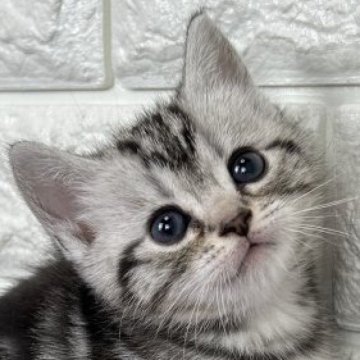 アメリカンショートヘア【島根県・女の子・2025年11月10日・シルバータビー】の写真「そろそろ離乳期に入ります！」