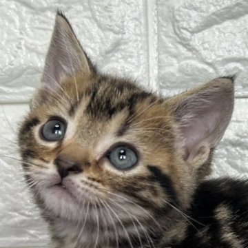 アメリカンショートヘア【島根県・男の子・2025年10月30日・ブラウンタビー】の写真「年末、お正月のお迎えにいかがですか✨」