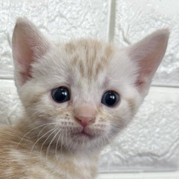 アメリカンショートヘア【島根県・男の子・2025年12月10日・シルバータビー】の写真「カラーが綺麗な男の子」