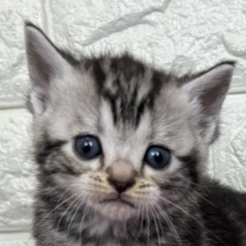 アメリカンショートヘア【島根県・女の子・2025年10月30日・シルバータビー】の写真「年末、お正月のお迎えにいかがですか✨」