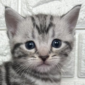 アメリカンショートヘア【島根県・男の子・2025年11月10日・シルバータビー】の写真「そろそろ離乳期に入ります！」