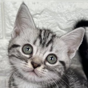 アメリカンショートヘア【島根県・男の子・2025年10月17日・シルバータビー】の写真「クリスマス、年末年始のお迎えに最適です。」