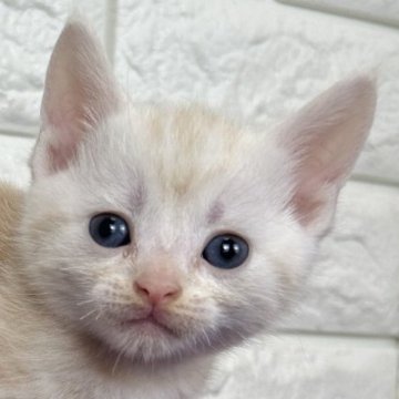 アメリカンショートヘア【島根県・男の子・2025年11月10日・クリームタビー】の写真「そろそろ離乳期に入ります！」